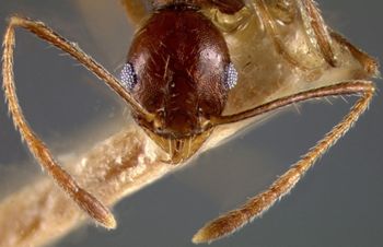 Media type: image;   Entomology 8871 Aspect: head frontal view 3